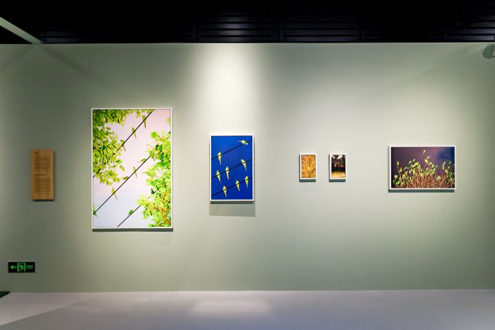 The Pet Show – Christophe Guye Galerie