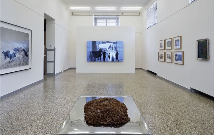 Luzia Hürzeler & Guests – What Appears to Be Nature – Christophe Guye Galerie
