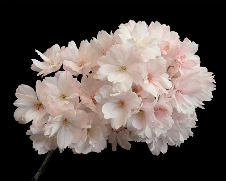 <p>— Kunstbulletin
…