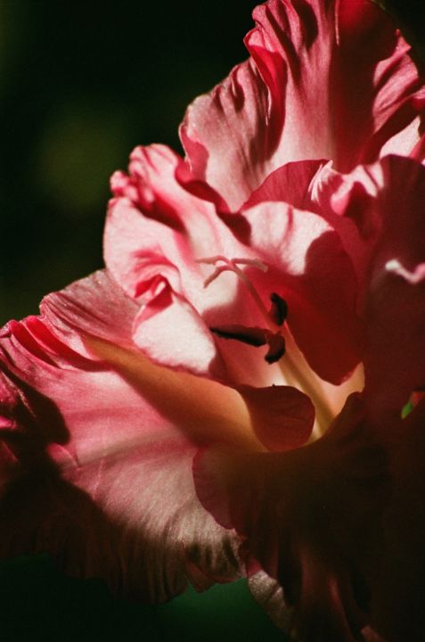 <p>— HotShoe</p><p>B…