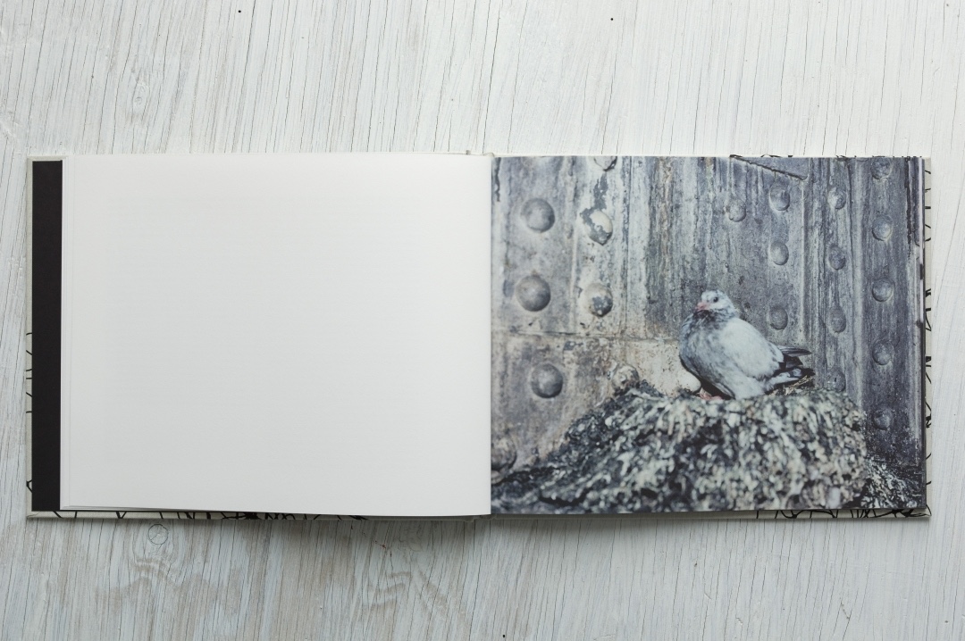 Stephen Gill – Pigeons – signed