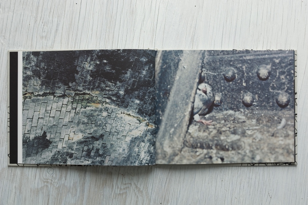 Stephen Gill – Pigeons – signed