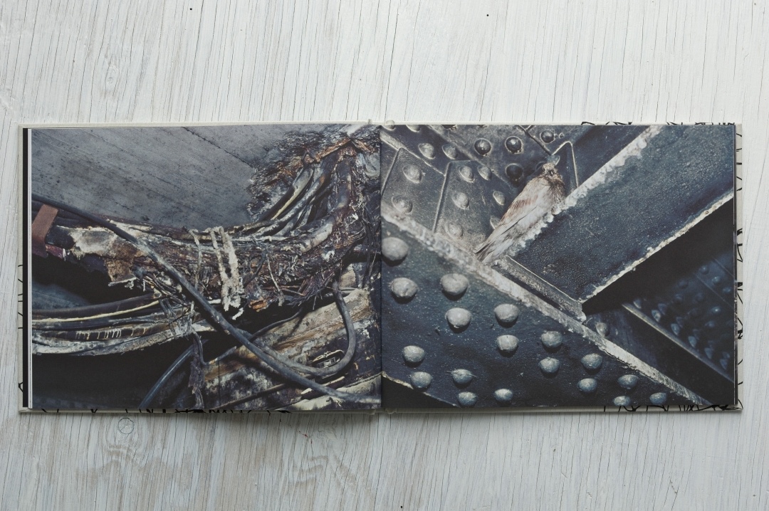 Stephen Gill – Pigeons – signed