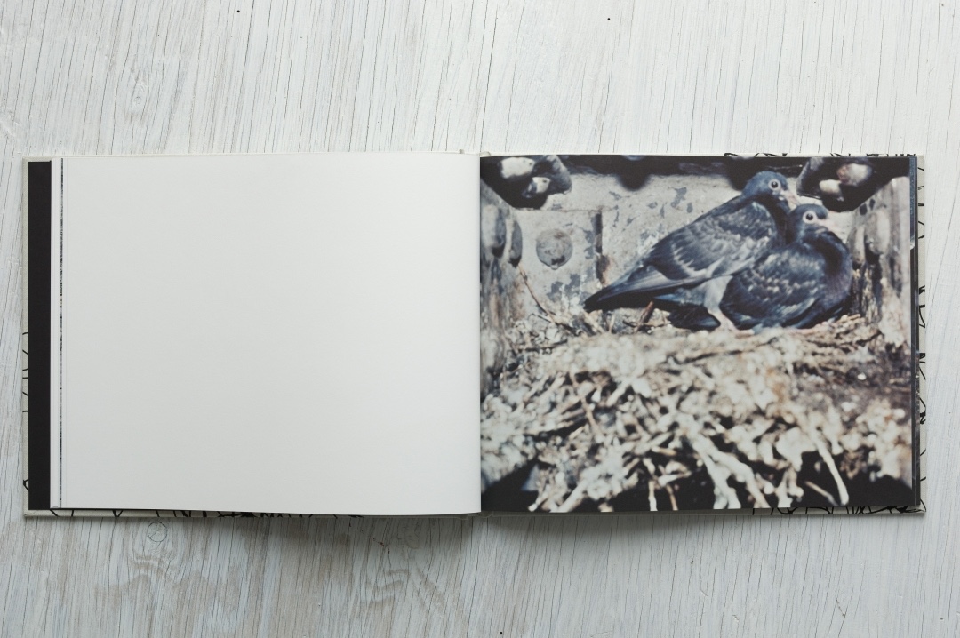 Stephen Gill – Pigeons – signed