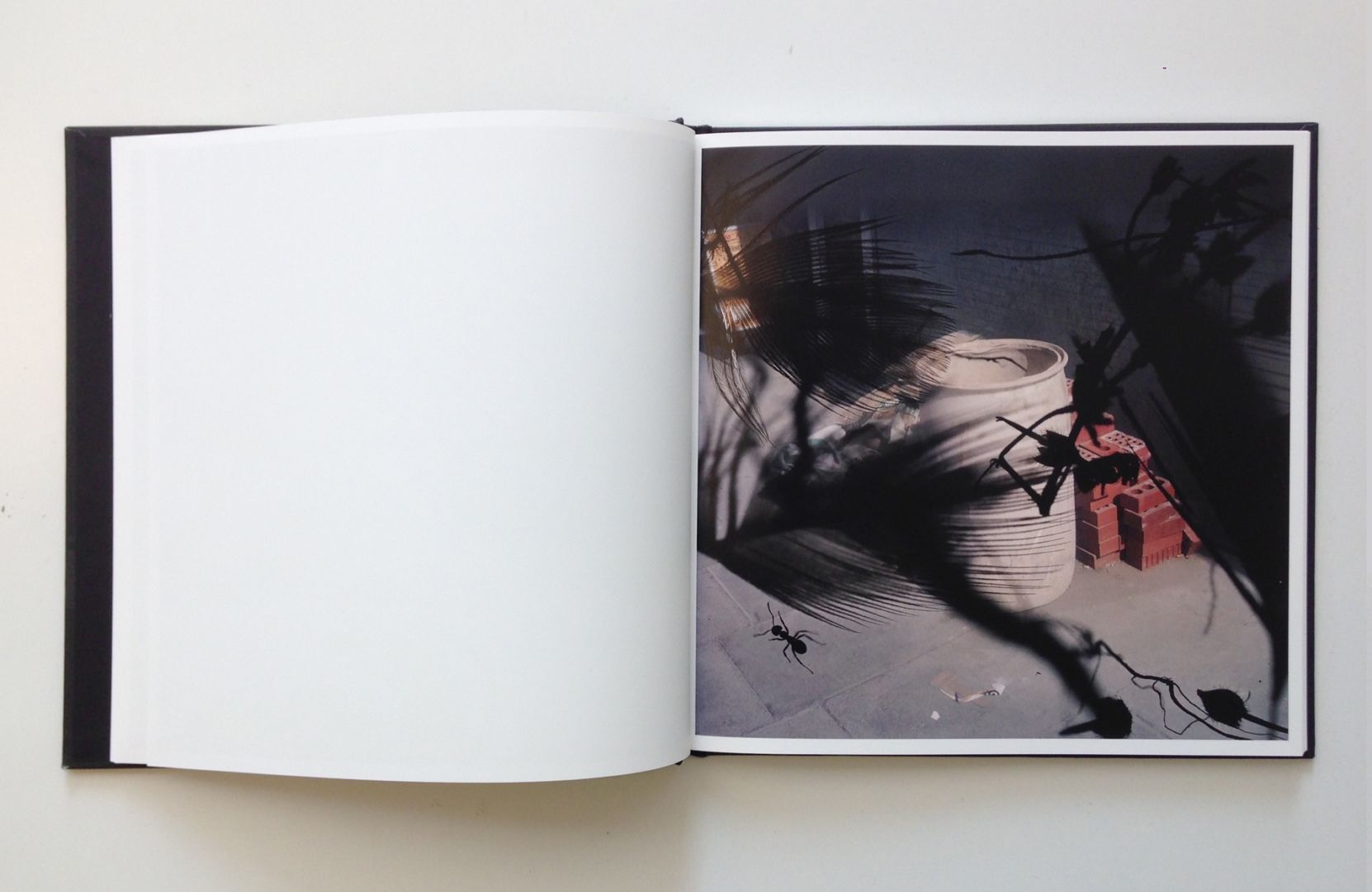 Stephen Gill – Talking to Ants